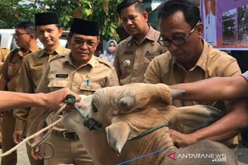 Pemkab Solok Selatan pastikan daging hewan kurban layak dikonsumsi masyarakat