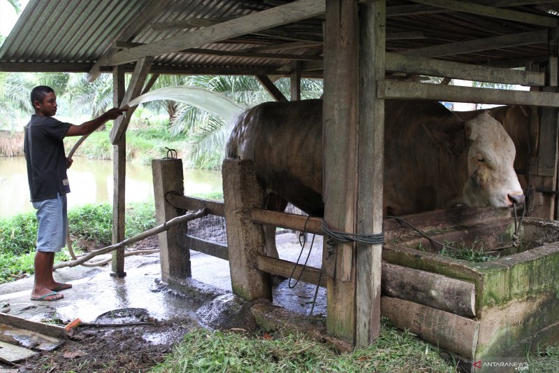 JOKOWI BELI SAPI KURBAN SEBERAT 1 TON