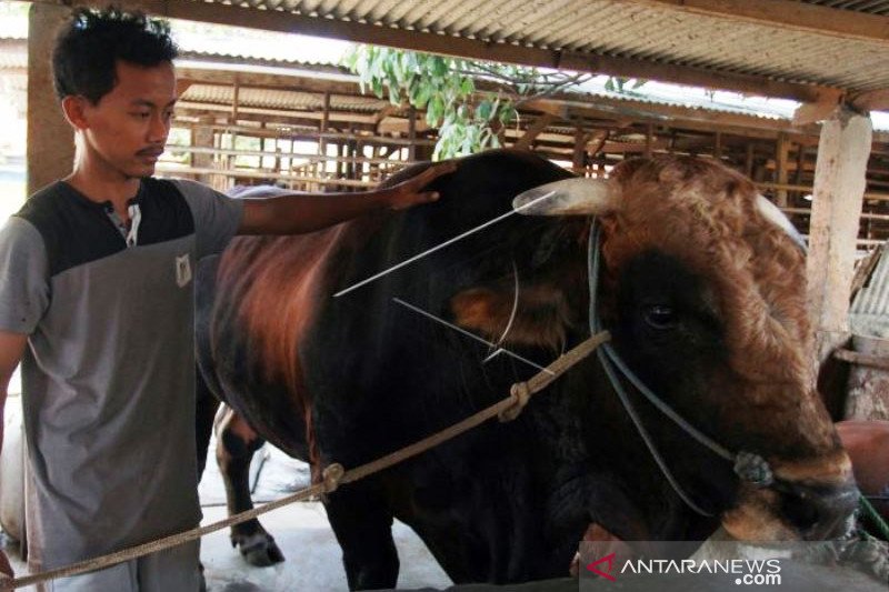 Sapi Kurban Presiden Jokowi