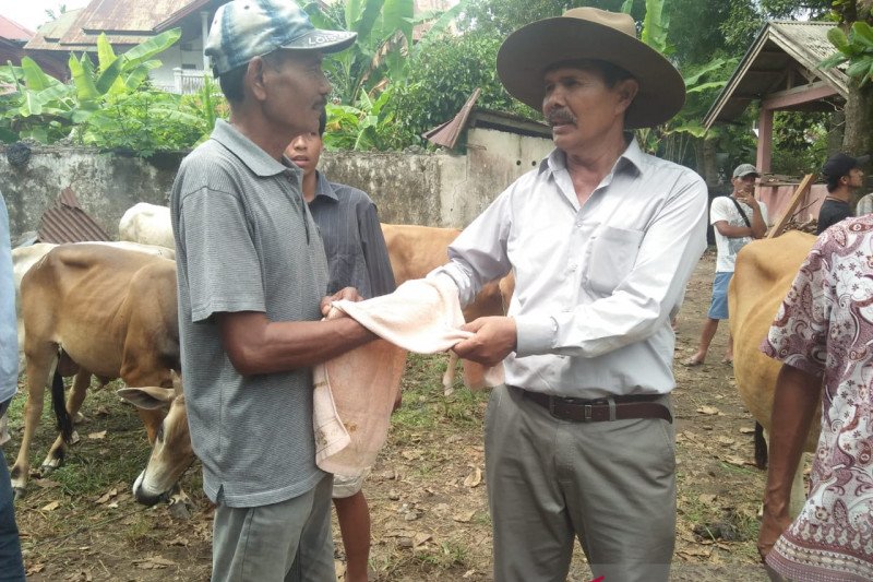 Karena COVID-19, daya beli terhambat hingga harga sapi kurban di Padang Pariaman turun 10 persen