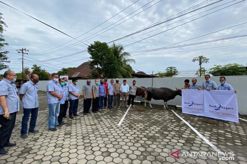 Bank Nagari serahkan lima ekor hewan qurban