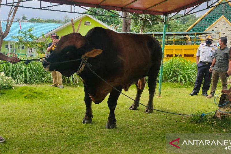 Presiden Jokowi sumbang seekor sapi kurban seberat 1 ton di Bintan
