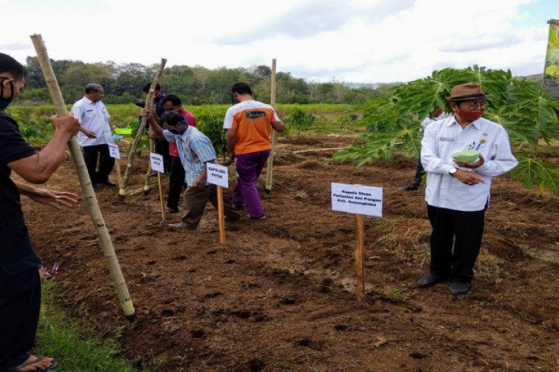 Gunung Kidul menargetkan luas tanam kacang hijau 200 hektare