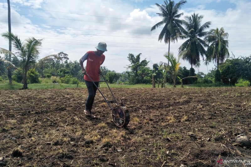Desa Kampuang Tengah Pariaman anggarkan Rp300 juta untuk kelola lahan tidur dan kurangi pengangguran