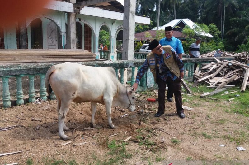 Hari Raya Idul Adha 2020, delapan ekor sapi disalurkan Bupati Pesisir Selatan Hendrajoni untuk kurban