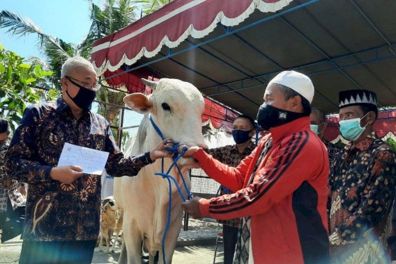 Bantul salurkan bantuan hewan kurban 33 domba