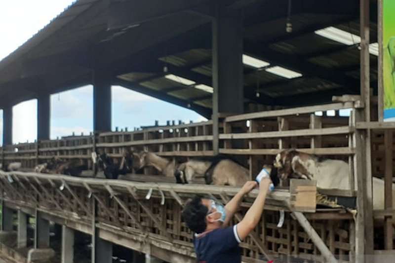 Pembagian daging kurban di Batam tidak pakai kupon