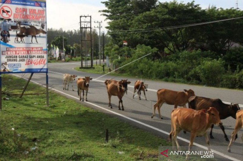 Sapi menjadi ancaman kecelakaan pengguna jalan di Aceh Jaya - ANTARA
