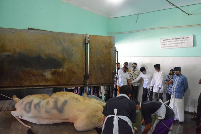 RPH Giwangan Yogyakarta sembelih 146 sapi kurban