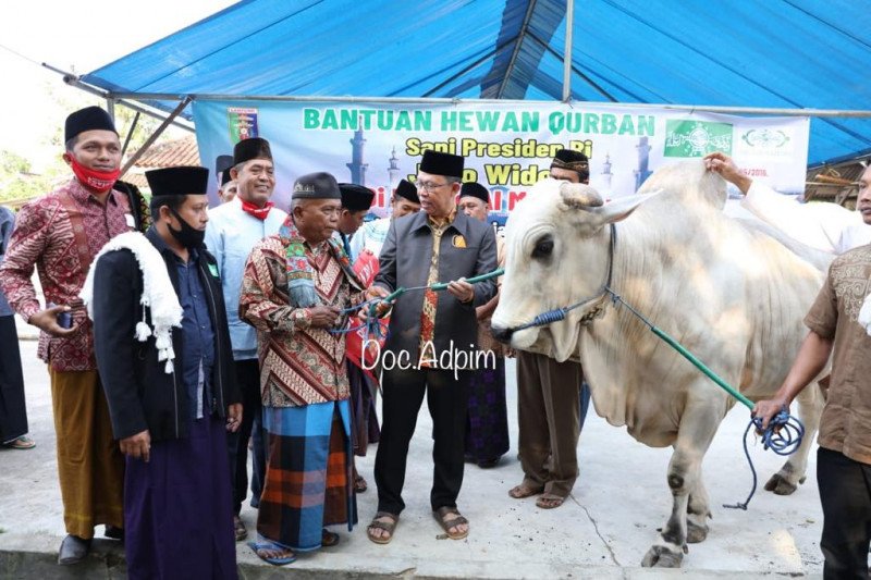 Sapi kurban seberat 947 kilogram dari Presiden Jokowi untuk jamaah Masjid Al-Mu'Minun
