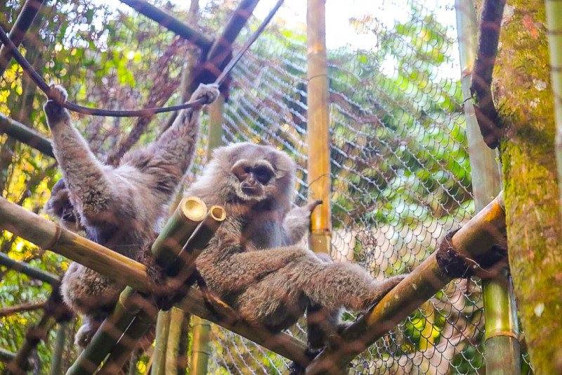 Pertamina EP habituasi sepasang Owa Jawa ke kawasan Gunung Puntang Bandung