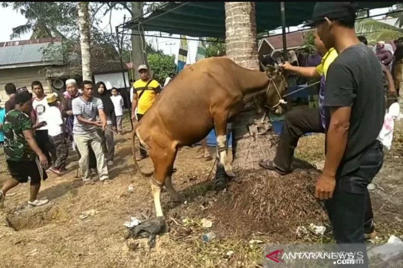 Jumlah hewan kurban di Siak 1.924 ekor, turun dibanding tahun lalu
