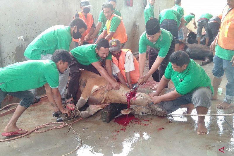 IKMR Bukit Batu kurban 10 sapi