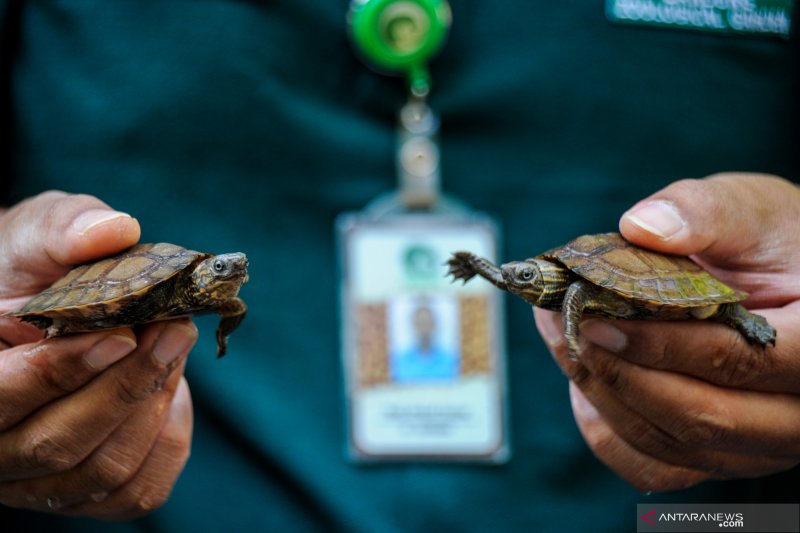 Kelahiran Kura Kura ceper di Kebun Binatang