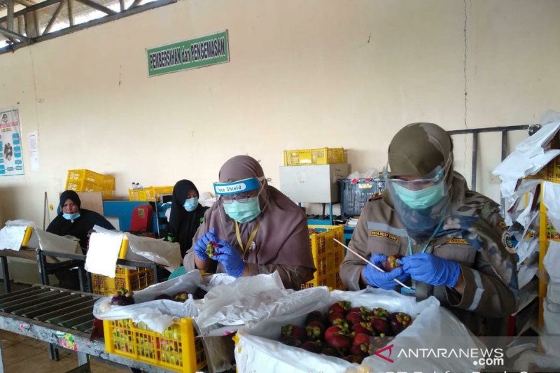Di tengah keterbatasan karena pandemi COVID-19, ekspor manggis Sumbar justru naik hampir dua kali lipat
