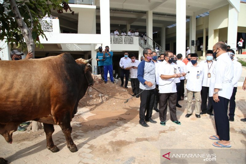 BP Batam sembelih belasan hewan kurban