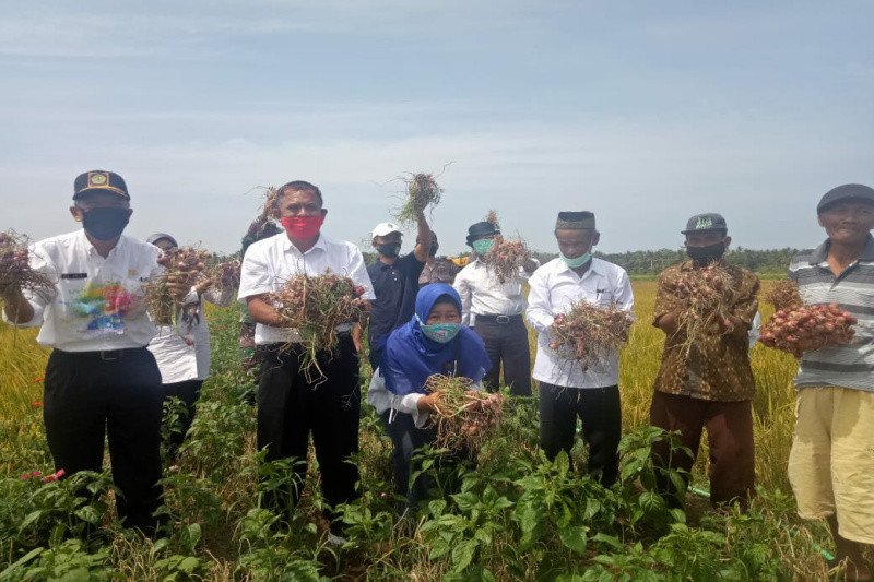 Petani Di Kulon Progo Panen Bawang Merah Di Lahan Surjan - ANTARA News ...