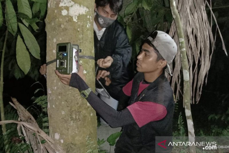 Dalam kandang pun ternak warga Agam mati dimangsa beruang madu