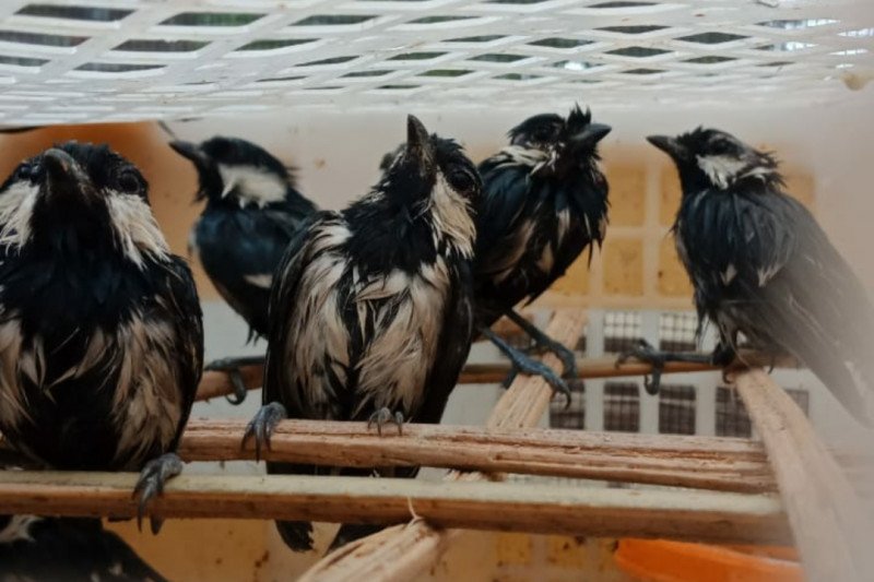 Petugas kembali gagalkan penyelundupan 2960 burung di Bakauheni