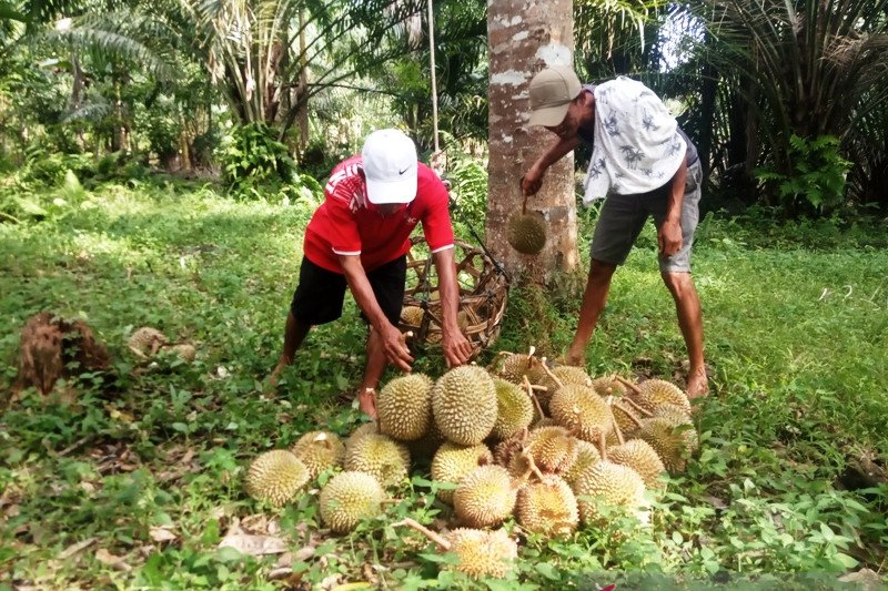 3.000 durian Lubukbasung Agam dipasarkan ke Riau-Jakarta setiap hari