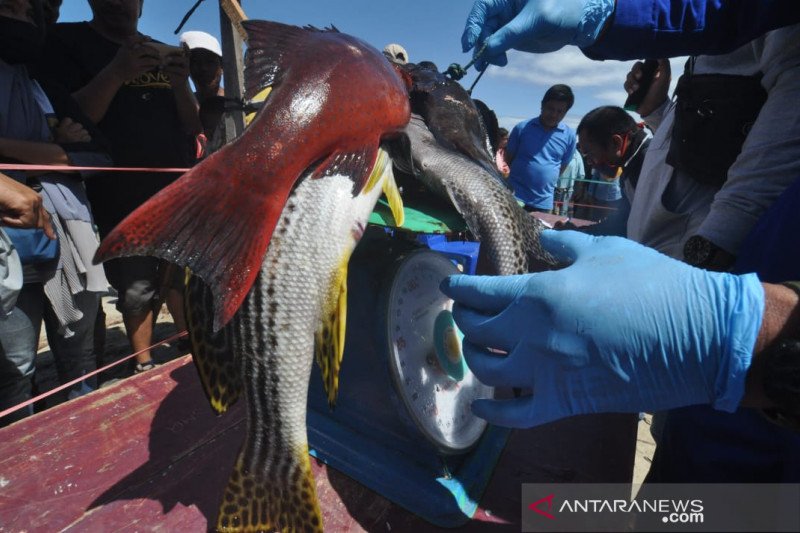 21 tim ikuti lomba memanah ikan di Teluk Tomini Parigi Moutong