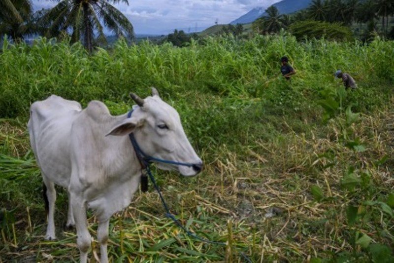 Peternak memanfaatkan sisa tanaman jagung untuk pakan peternak