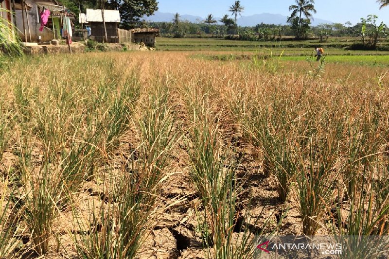 Pemkab Garut siap manfaatkan lahan tidur untuk tingkatkan produksi pertanian