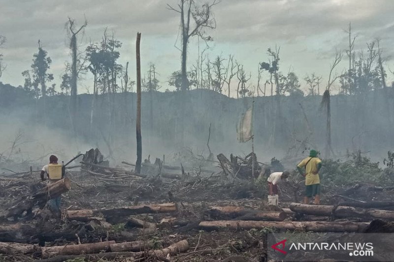 KARHUTLA GAMBUT DI KOLAKA TIMUR