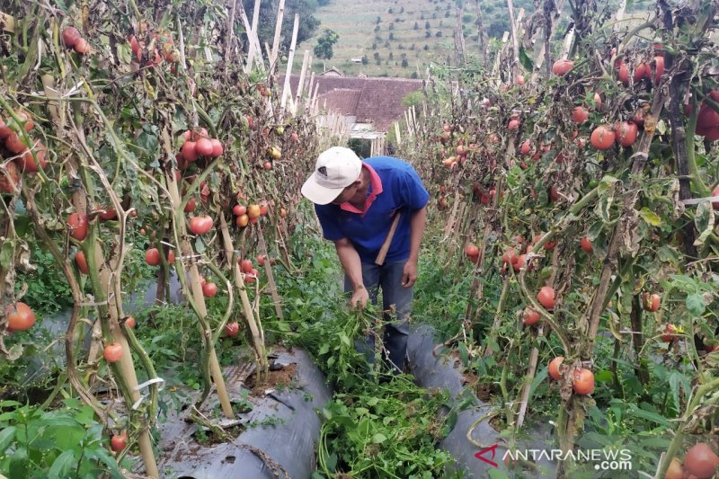 Petani Bandung Barat rugi karena harga sayuran turun di pasaran