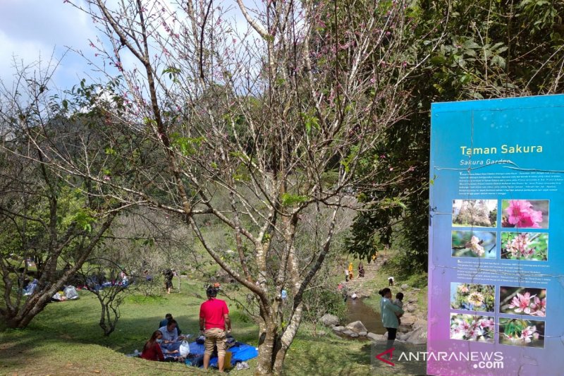 Taman Sakura di  KRC jadi tempat favorit wisatawan