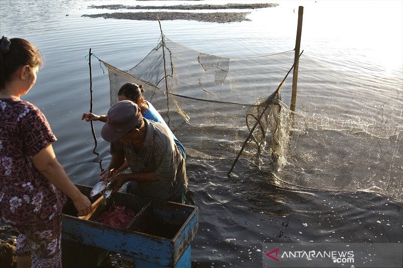 PRODUKSI IKAN BANDENG MENURUN