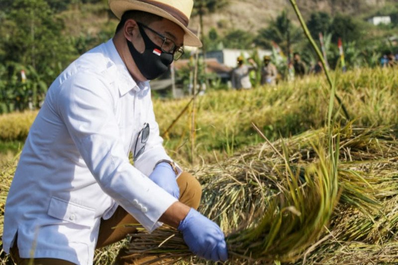 Metode jamu organik Biogro perkuat ketahanan pangan Jabar