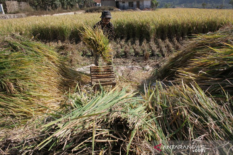 Garut targetkan surplus beras 57 ribu ton