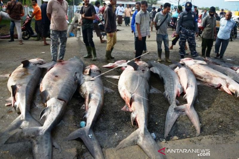 Perdagangan Ikan Hiu Harimau di Aceh