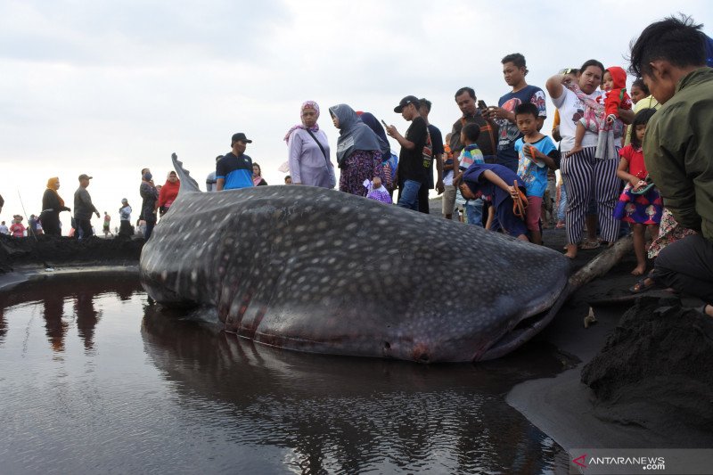 Kemarin, hiu paus terdampar sampai kasus COVID-19 terus bertambah