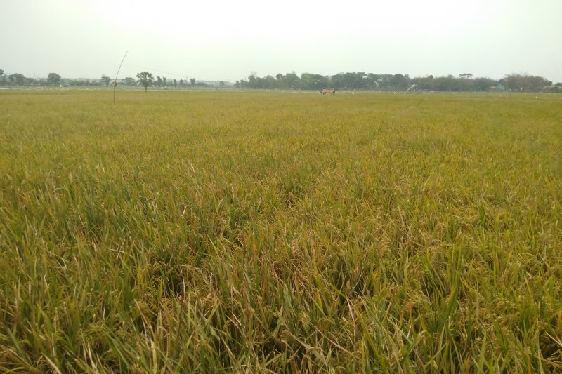 Embung di Karawang belum bisa atasi kekeringan areal sawah, kata Distan