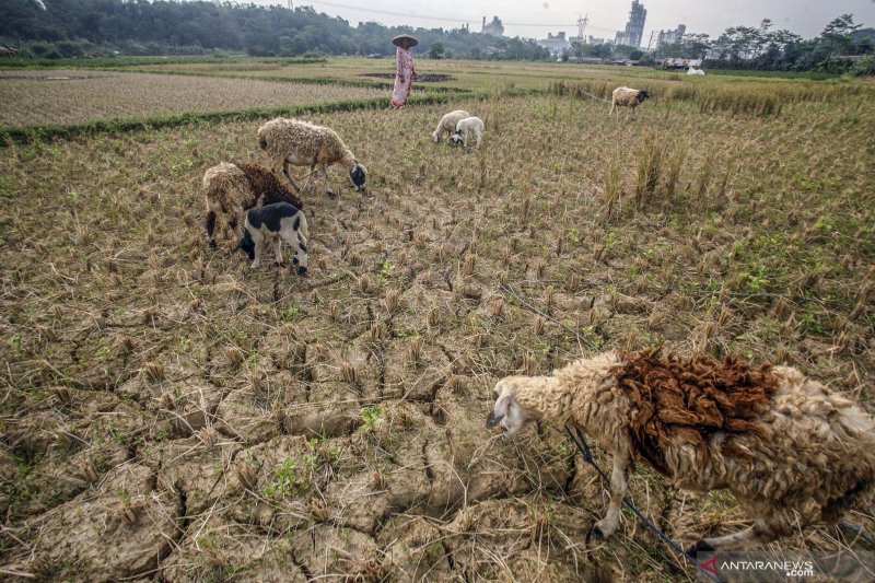 54.194 warga Bogor terdampak kekeringan