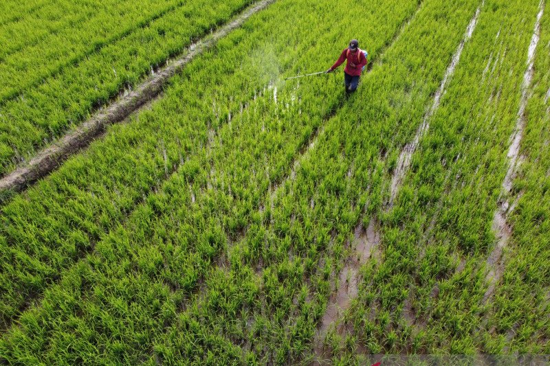 SERAPAN BERAS BULOG DARI PETANI