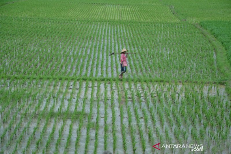 Lahan padi seluas 800 hektare di Bekasi terancam kekeringan