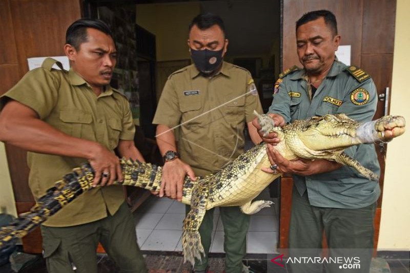 BKSDA BANTEN AMANKAN BUAYA MUARA