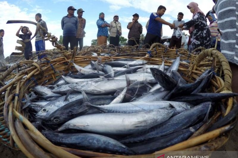 TANGKAPAN IKAN NELAYAN MELIMPAH ANTARA Sumbar