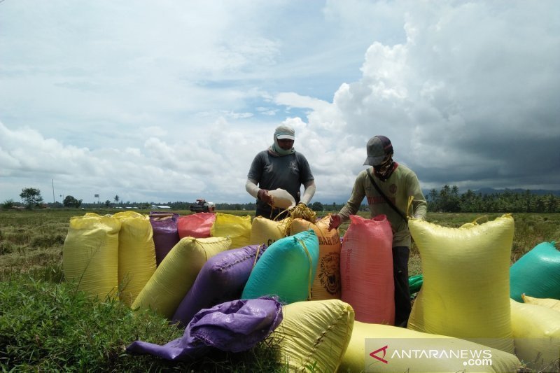Komoditas unggulan Parigi didorong topang ketahanan pangan nasional