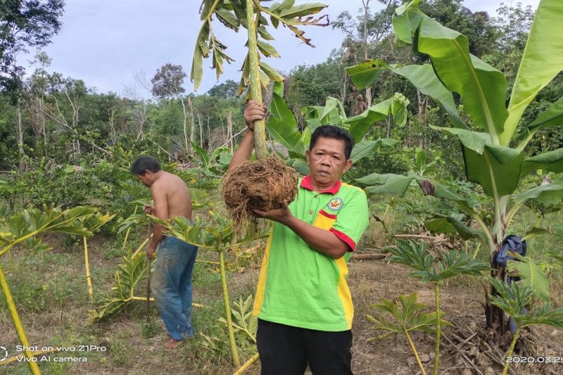 Kalsel dorong petani kembangkan ubi porang