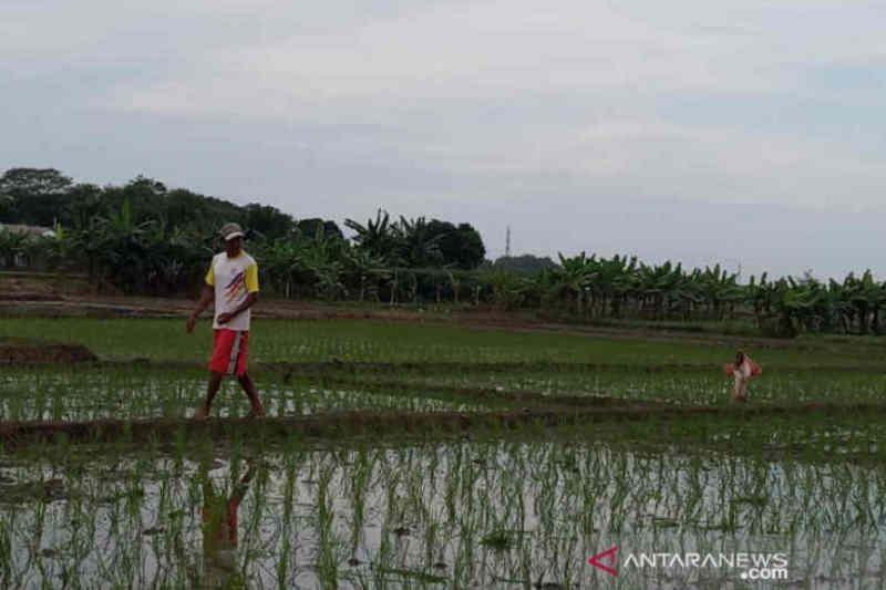 Dinas Pertanian Kabupaten Cirebon cetak 42 ribu kartu tani