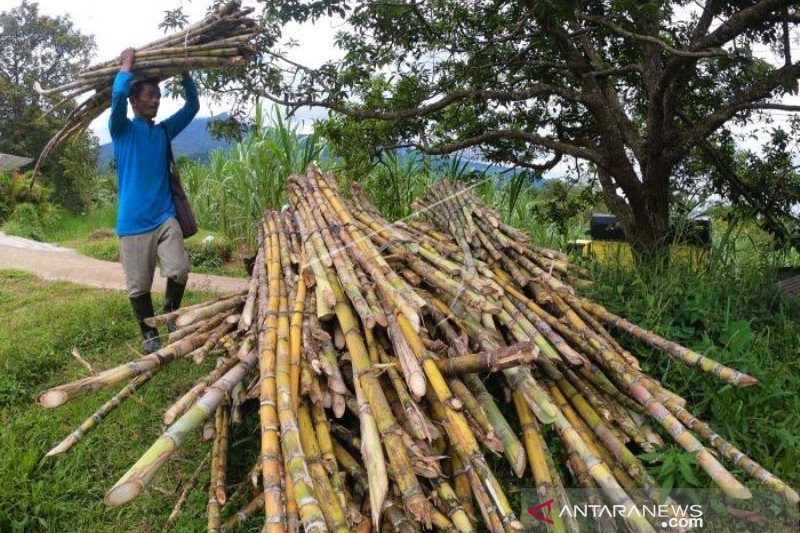 Penjualan Tebu Di Tanah Datar