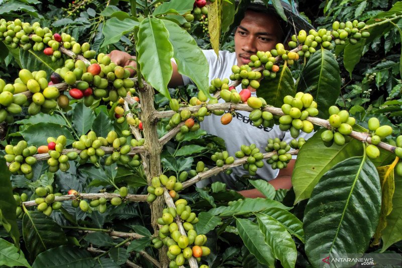 produktivitas ubi kayu di indonesia badan pusat statistik