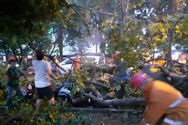 Hujan disertai angin kencang tumbangkan pohon besar timpa empat sepeda motor