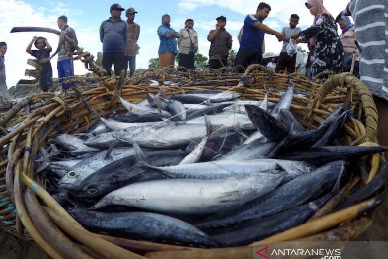 Ingin tingkatkan kekebalan tubuh makanlah ikan