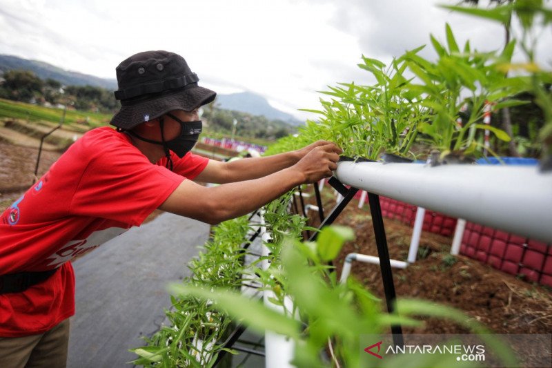 Pemkot Bandung buat kawasan lahan pertanian untuk edukasi ketahanan pangan