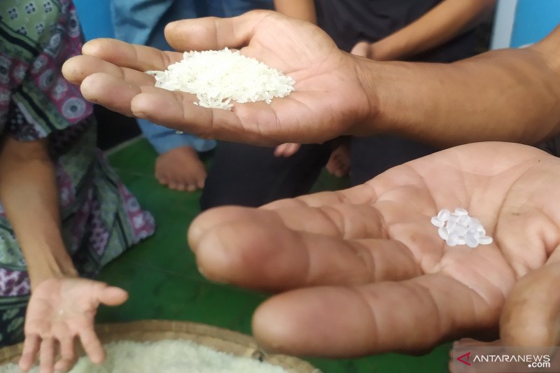 Polres Cianjur kembali dilaporkan temuan biji plastik dalam beras bantuan